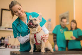 Higienização de materiais para hospital veterinário